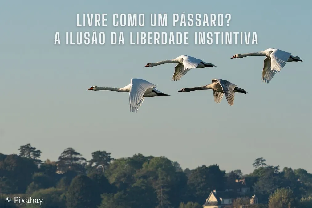 Pássaro voando livremente no céu azul